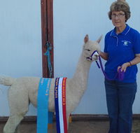 Marchmont Park Alpacas - Accommodation Gladstone
