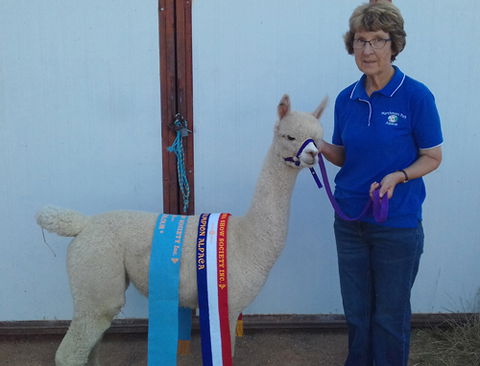 Marchmont Park Alpacas - Accommodation Gladstone 0