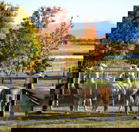Blackwattle Alpaca Farm - Accommodation Gladstone