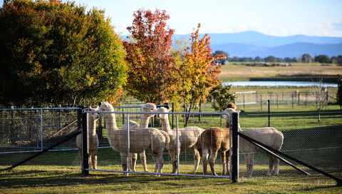 Blackwattle Alpaca Farm - Accommodation Gladstone 0