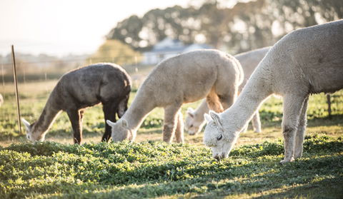 Blackwattle Alpaca Farm - Accommodation Gladstone 1