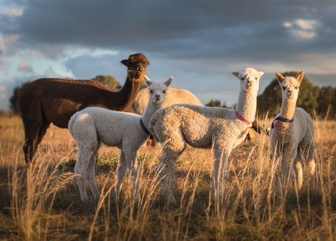 Blackwattle Alpaca Farm - Accommodation Gladstone 2