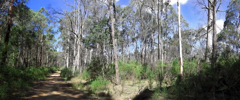 Blue Range Camping And Picnic Area - Accommodation Gladstone 1