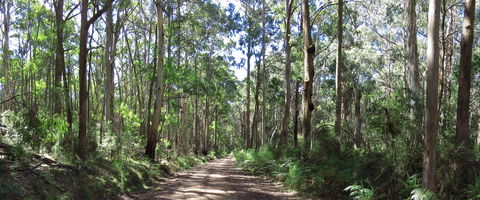Blue Range Camping And Picnic Area - Accommodation Gladstone 2