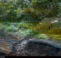 Browns Forest Loop Trail - Accommodation Gladstone