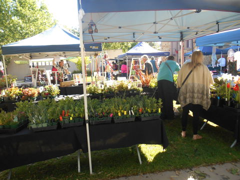 Clare Show Market - Accommodation Gladstone 1
