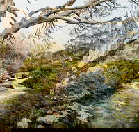 Dead Horse Gap walking track - Accommodation Gladstone