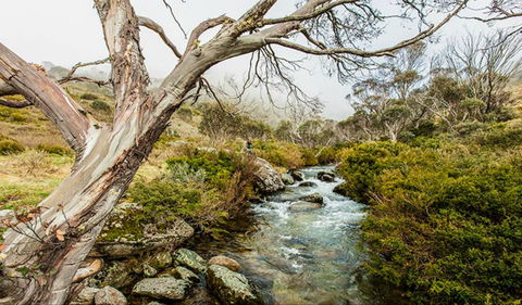 Dead Horse Gap Walking Track - Accommodation Gladstone 0