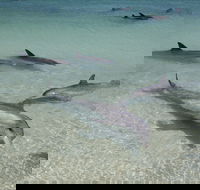 Dolphins of Monkey Mia - Accommodation Gladstone