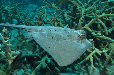 Fish Bowl Dive Site - Accommodation Gladstone 1