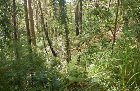 Gap Beach Walking Track - Accommodation Gladstone 0