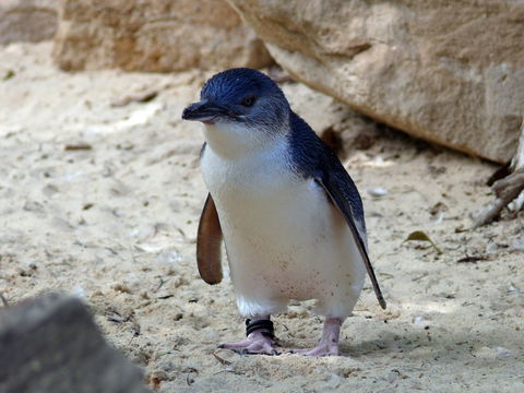 Granite Island Nature Park - Guided Penguin Tours - Accommodation Gladstone 0