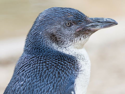 Granite Island Nature Park - Guided Penguin Tours - Accommodation Gladstone 1