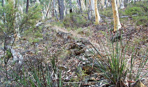 Historic Water Race Walking Track - Accommodation Gladstone 0