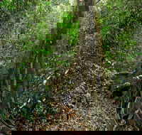 Iluka Nature Reserve - Accommodation Gladstone