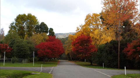 Jamieson Significant Trees - Accommodation Gladstone 1
