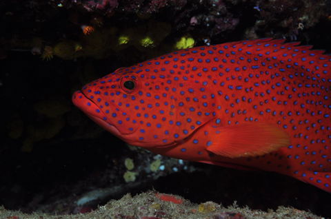 Maori Wrasse Bommie Dive Site - Accommodation Gladstone 0