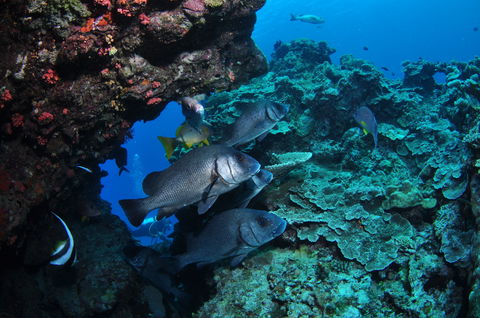 Maori Wrasse Bommie Dive Site - Accommodation Gladstone 1
