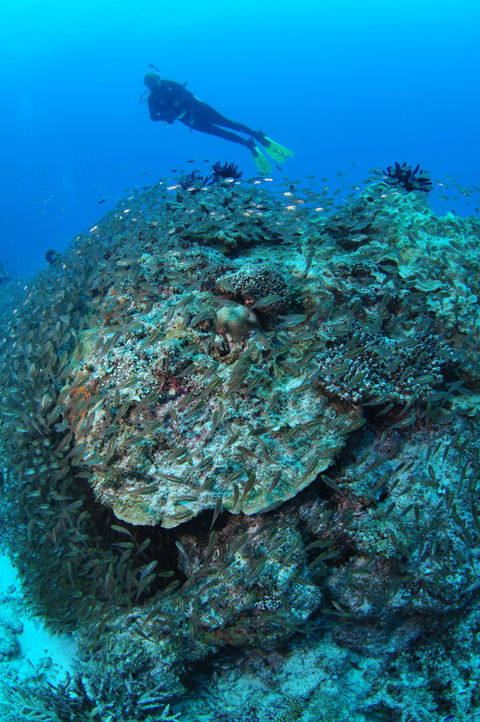 Maori Wrasse Bommie Dive Site - Accommodation Gladstone 2