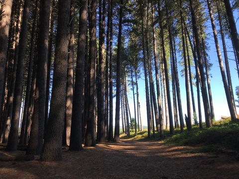 Mountain Bike Trails Tumbarumba - Accommodation Gladstone 0