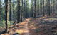 Mountain Bike Trails Tumbarumba - thumb 1