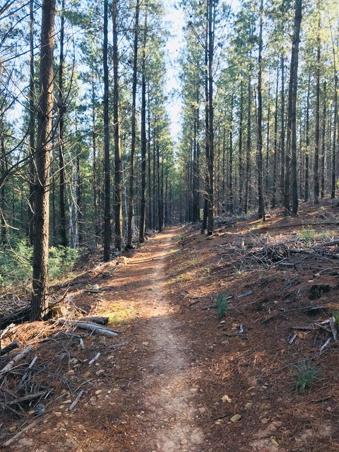 Mountain Bike Trails Tumbarumba - Accommodation Gladstone 1