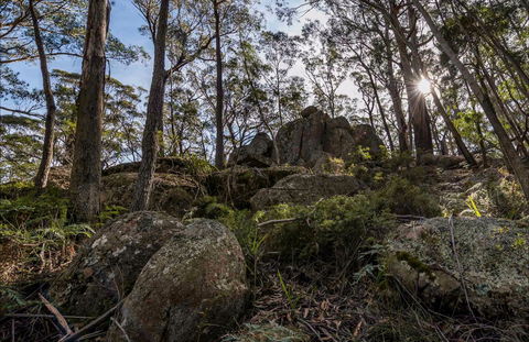 Pheasants Peak Walking Track - Accommodation Gladstone 0