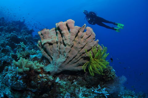 Pixie Pinnacle Dive Site - Accommodation Gladstone 1