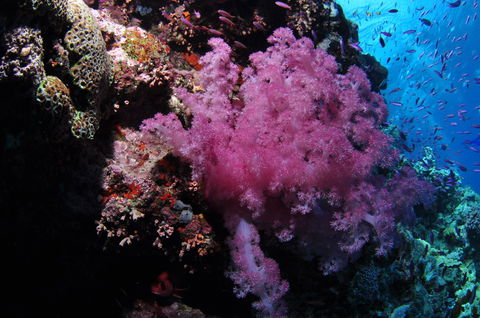 Pixie Pinnacle Dive Site - Accommodation Gladstone 2