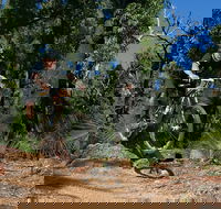 Scorpion Trail Kalamunda Mountain Bike Trails - Accommodation Gladstone
