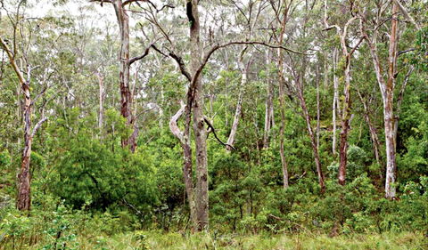 Scutts Hut Trail - Accommodation Gladstone 0