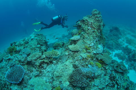 Second Reef Dive Site - Accommodation Gladstone 1