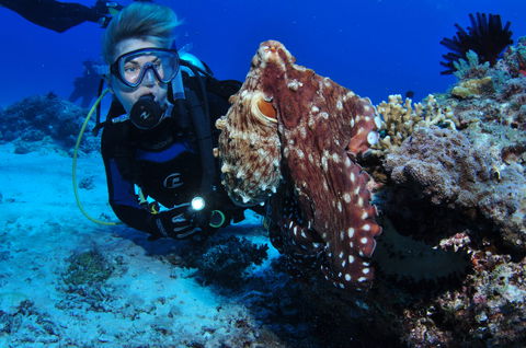 Second Reef Dive Site - Accommodation Gladstone 2