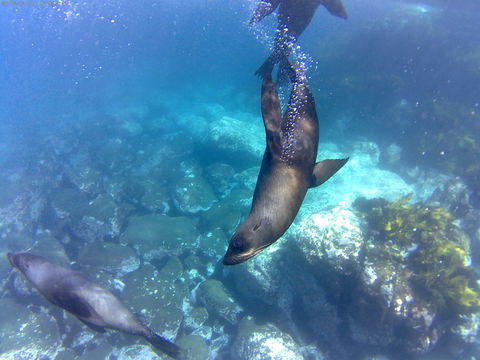 Snorkelling Montague Island - Accommodation Gladstone 1