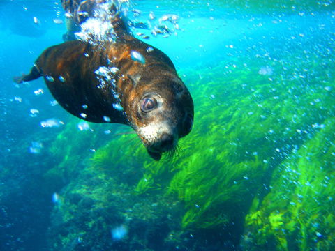 Snorkelling Montague Island - Accommodation Gladstone 2
