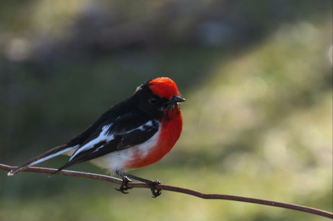 Weddin Bird Trails - Accommodation Gladstone 0