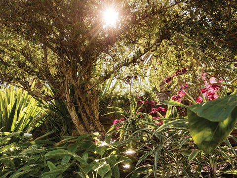 Wendy Whiteley's Secret Garden - Accommodation Gladstone 1