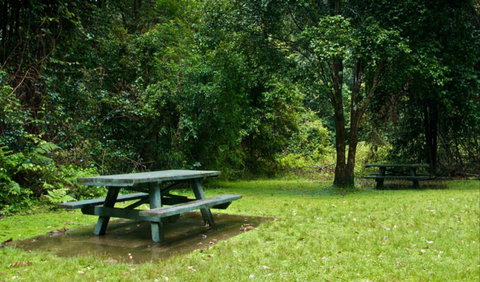 Williams River Picnic Area - Accommodation Gladstone 0
