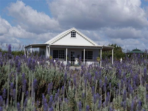 Amandine Lavender - Accommodation Gladstone 0