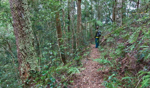 Blackbutt Walking Track - Accommodation Gladstone 0