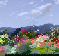 Blue Lotus Water Garden - Accommodation Gladstone