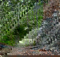 Blue Gum loop trail - Accommodation Gladstone