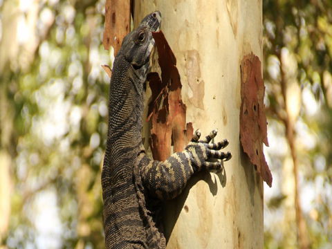 Blue Gum Hills Regional Park - Accommodation Gladstone 0
