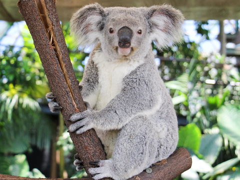 Cairns ZOOM And Wildlife Dome - Accommodation Gladstone 2
