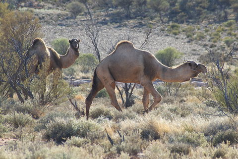 Canning Stock Route - Accommodation Gladstone 0