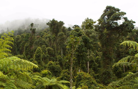 Cascade National Park - Accommodation Gladstone 0