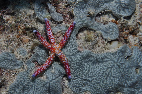 Clam Gardens Dive Site - Accommodation Gladstone 0