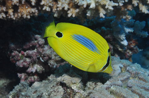 Clam Gardens Dive Site - Accommodation Gladstone 1