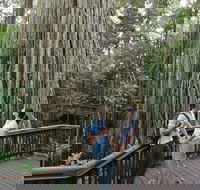 Curtain Fig Tree Yungaburra - Accommodation Gladstone