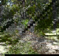 Karloo Walking Track - Accommodation Gladstone